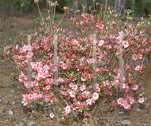 Picture of Rhododendron (subgenus Azalea) 'Jessica'