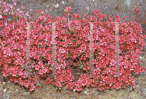 Picture of Rhododendron x obtusum 'Sherwood Red'