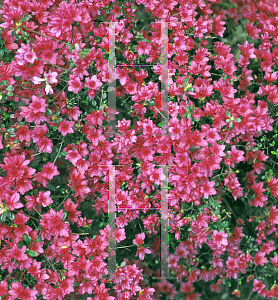 Picture of Rhododendron (subgenus Azalea) 'Ruby'