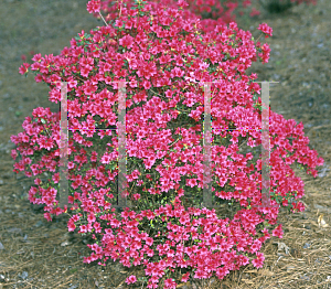 Picture of Rhododendron (subgenus Azalea) 'Ruby'