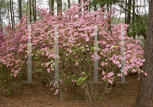 Picture of Rhododendron (subgenus Azalea) 'E. H. Wilson'