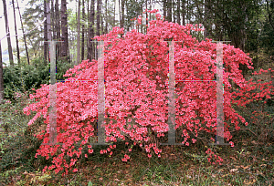 Picture of Rhododendron (subgenus Azalea) 'Salmon Orange'