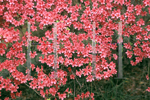 Picture of Rhododendron (subgenus Azalea) 'Salmon Orange'