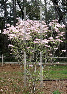 Picture of Rhododendron canescens 