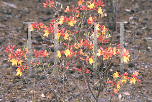 Picture of Rhododendron austrinum 'Don's Variegated'