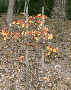 Picture of Rhododendron austrinum 'Don's Variegated'