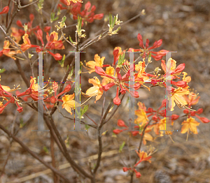 Picture of Rhododendron austrinum 'Don's Variegated'