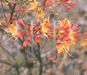 Picture of Rhododendron austrinum 'Don's Variegated'