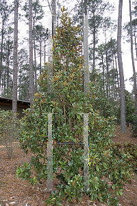 Picture of Magnolia grandiflora 'Margaret Davis'