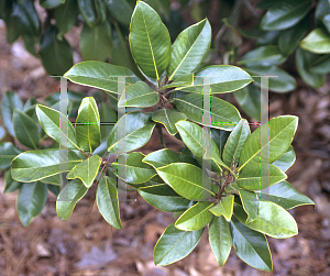 Picture of Magnolia grandiflora 'Margaret Davis'