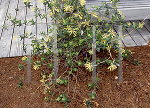 Picture of Lonicera sempervirens 'John Clayton'