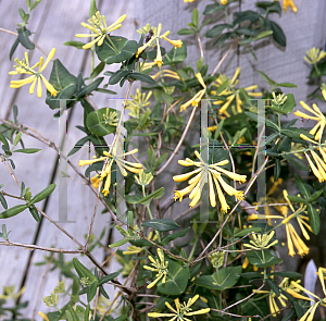Picture of Lonicera sempervirens 'John Clayton'