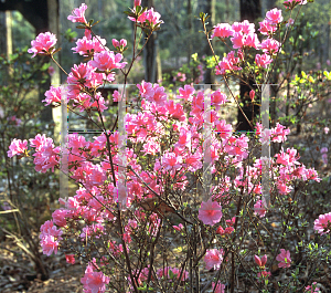 Picture of Rhododendron (subgenus Azalea) 'Enchantress'