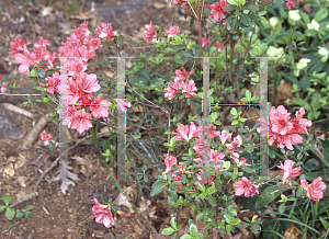 Picture of Rhododendron (subgenus Azalea) 'Animation'