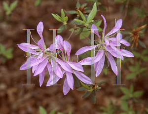 Picture of Rhododendron (subgenus Azalea) 'Koromo Shikibu'