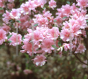 Picture of Rhododendron x obtusum 'Salmon Beauty'