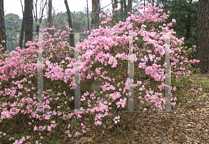 Picture of Rhododendron x obtusum 'Salmon Beauty'