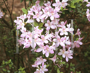 Picture of Rhododendron (subgenus Azalea) 'Otome'