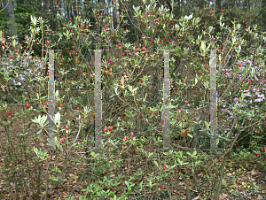 Picture of Rhododendron (subgenus Azalea) 'Queen Wilhelmina'