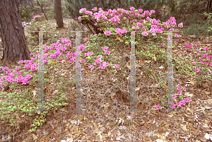 Picture of Rhododendron x obtusum 'Sherwood Cerise'