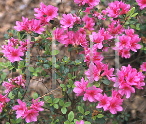 Picture of Rhododendron x obtusum 'Sherwood Cerise'