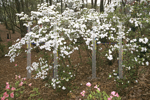 Picture of Rhododendron (subgenus Azalea) 'Snow'