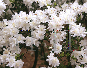 Picture of Rhododendron (subgenus Azalea) 'Snow'