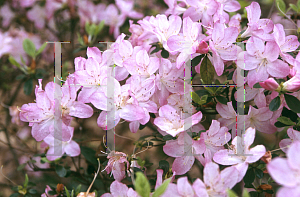 Picture of Rhododendron x obtusum 'Ore Beni'