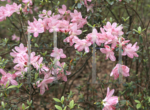 Picture of Rhododendron x obtusum 'Ruth May'