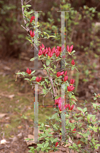 Picture of Rhododendron (subgenus Azalea) 'Hershey Red'