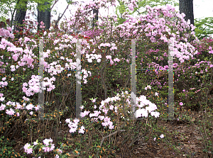 Picture of Rhododendron x obtusum 'Pink Pearl'