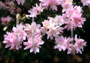 Picture of Rhododendron x obtusum 'Pink Pearl'