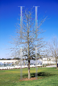 Picture of Quercus virginiana 