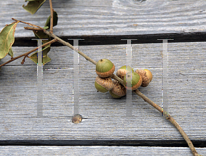 Picture of Quercus myrtifolia 