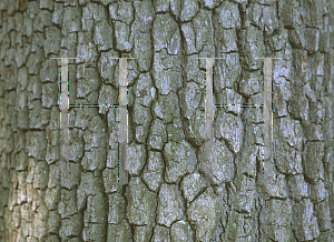Picture of Quercus virginiana 