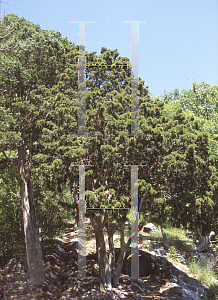 Picture of Juniperus virginiana 
