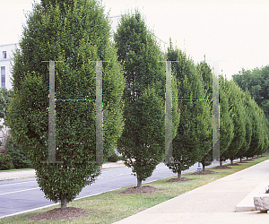 Picture of Carpinus betulus 'Fastigiata'