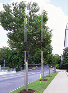 Picture of Zelkova serrata 