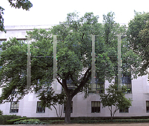 Picture of Ulmus americana 