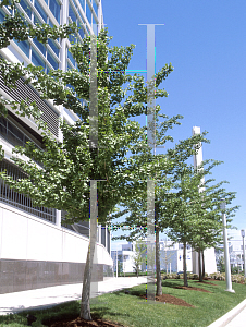 Picture of Ginkgo biloba 