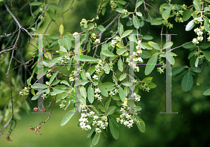 Picture of Exochorda giraldii var. wilsonii 