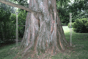 Picture of Metasequoia glyptostroboides 