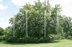 Picture of Platanus occidentalis 