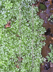 Picture of Pachysandra terminalis 