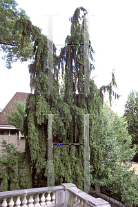 Picture of Picea abies 'Pendula'