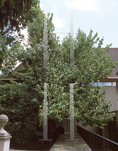 Picture of Davidia involucrata 