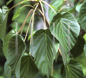 Picture of Davidia involucrata 