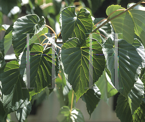 Picture of Davidia involucrata 