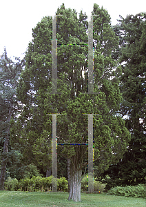 Picture of Juniperus virginiana 'Schottii'