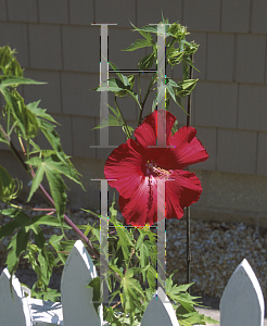 Picture of Hibiscus coccineus 